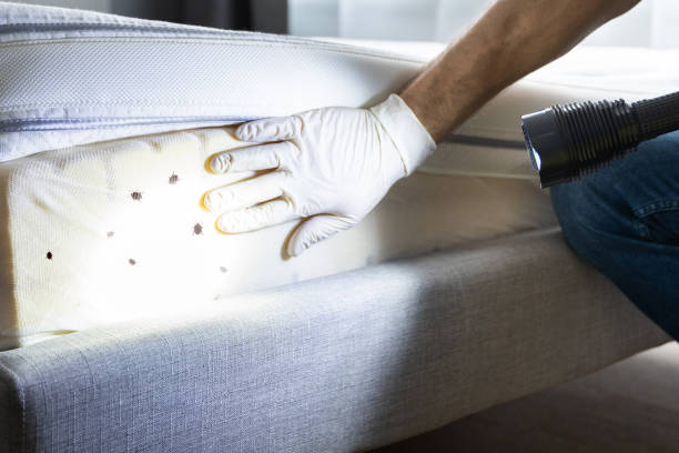 Best Wasp Removal Services  in Germantown, WI